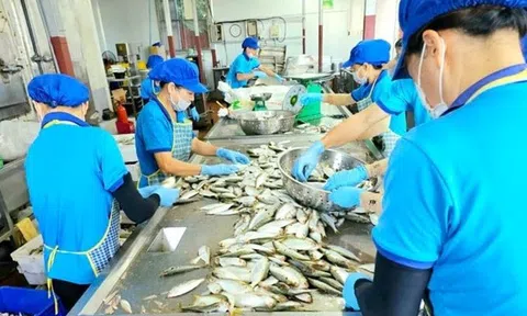 Cá mòi kho Kiến Thụy - Hương vị quê biển vươn ra thế giới
