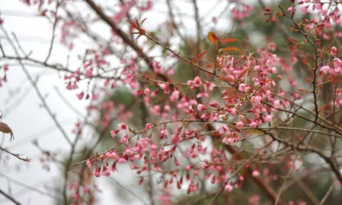 Quảng Ngãi: Tuần Văn hóa – Du lịch Măng Đen ươm mầm xanh giữa đại ngàn