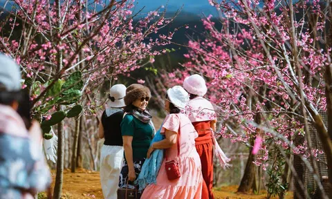 “Sắc hồng giữa đại ngàn” lan tỏa sức hút Măng Đen, đón hơn 55.000 lượt du khách