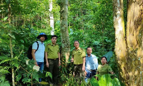 Tuyên Quang: Hạt Kiểm lâm Khu vực VI bảo vệ và phát triển rừng bền vững