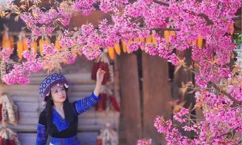 Mùa hoa tớ dày nhuộm hồng thôn bản