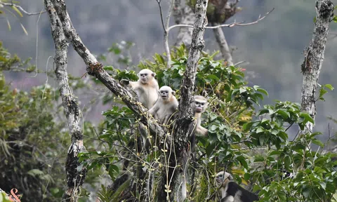 Tuyên Quang: Xác định được hàng trăm cá thể voọc mũi hếch tại rừng Khau Ca