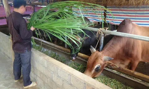 Tuyên Quang: Nông dân xã Bình An phòng, chống rét cho đàn gia súc, gia cầm