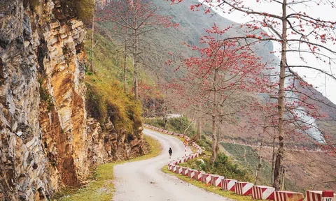 Hoa Gạo (hoa Pơ lang)