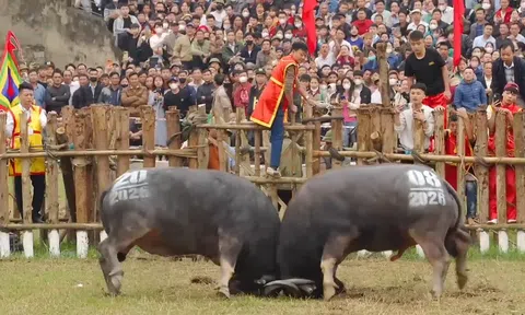 Phú Thọ: Lễ hội chọi trâu Hải Lựu trong đời sống văn hóa làng xã