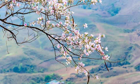 Chùm thơ: Hoa tháng Ba
