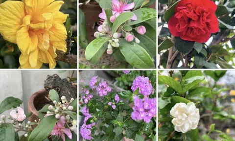 Vườn tâm tự tại