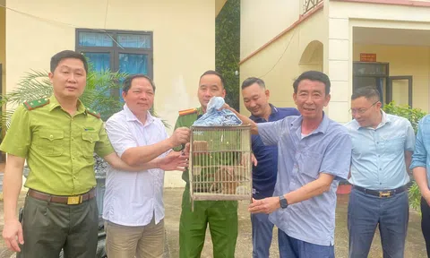 Tuyên Quang: Đưa cá thể cu li quý hiếm trở lại môi trường tự nhiên