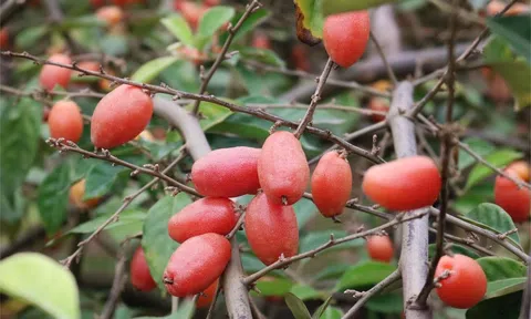 Tản văn: Nhớ mùa nhót chín