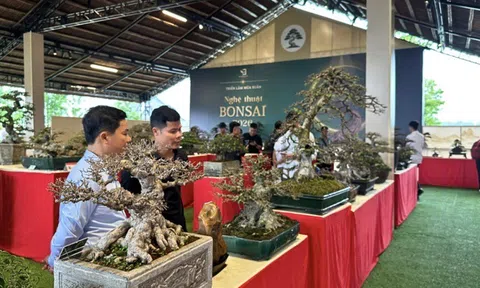 Bonsai từ thú chơi đến không gian văn hóa đời sống