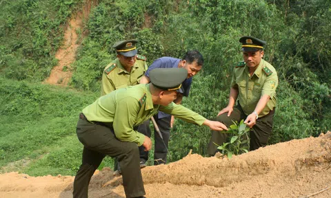 Tuyên Quang: Xã vùng cao Yên Phú trồng rừng, bảo vệ môi trường bền vững
