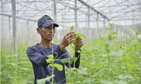 An Giang: Phát triển kinh tế nông nghiệp hiệu quả, bền vững