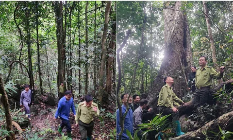 Tuyên Quang: Xã vùng cao Yên Hoa bảo vệ hệ thống rừng đặc dụng, phòng hộ