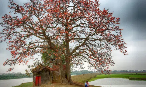 Tháng ba rực mùa hoa gạo