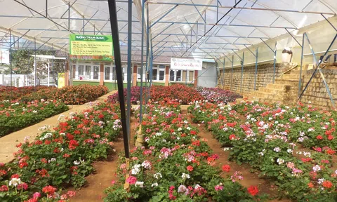 Lâm Đồng: Đà Lạt - xứ sở ngàn hoa và trải nghiệm văn hóa cồng chiêng Tây Nguyên