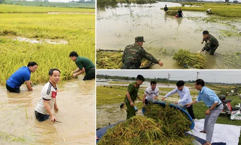 Phú Thọ: Lãnh đạo gần dân, sát dân kịp thời chỉ đạo cứu lúa chín bị ngập ở xã Hoàng An