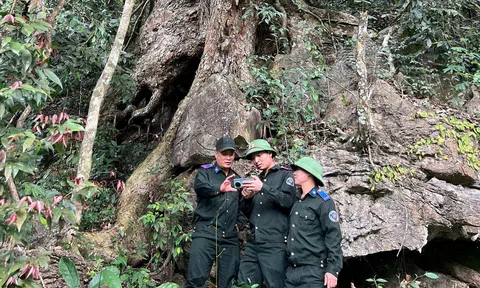 Tuyên Quang: Ban Quản lý rừng đặc dụng Nà Hang bảo vệ và phát triển rừng bền vững