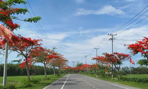 Cần Thơ: Phường Long Mỹ  rực đỏ sắc phượng vĩ đường Nguyễn Ái Quốc thành điểm check-in thu hút du khách