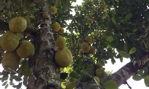 Nhớ cây mít quê nhà