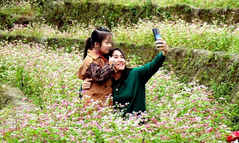 Tuyên Quang: Lễ hội Hoa Tam giác mạch năm 2026 sẽ khai mạc vào tối ngày 6/11