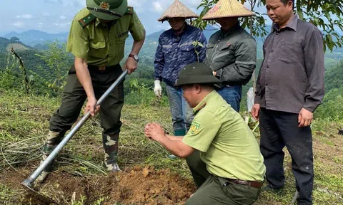 Tuyên Quang: Quản lý, bảo vệ rừng để phát triển bền vững