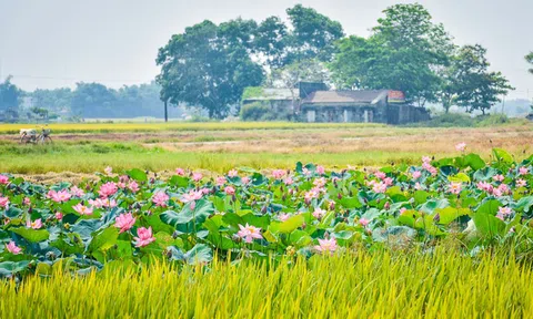 Vị Thu