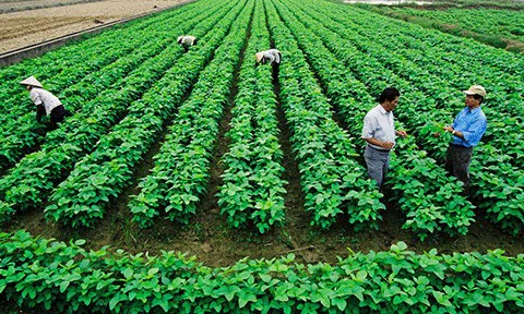 Triển khai kết luận của Bộ Chính trị về tiếp tục sắp xếp, đổi mới công ty nông, lâm nghiệp