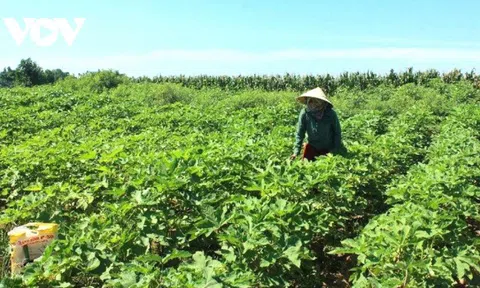 Nông dân Quảng Nam chuyển đổi cây trồng ứng phó với biến đổi khí hậu