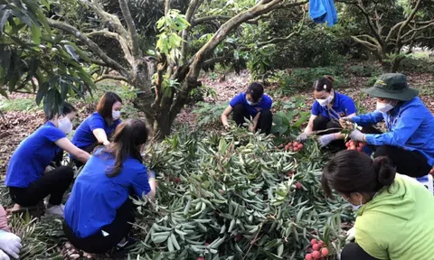 Mùa vải lịch sử và kỳ tích từ tâm dịch Bắc Giang