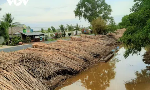 Giá cây tràm tại Cà Mau giảm mạnh, người dân lo lắng