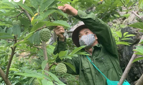 Chủ động phương án tiêu thụ na Chi Lăng trong điều kiện dịch bệnh