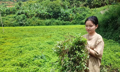 Thạch đen - cây “giảm nghèo” ở Thạch An, Cao Bằng