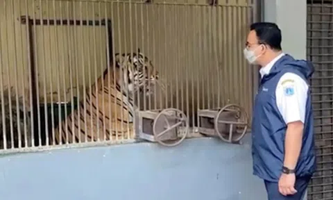Hai con hổ Sumatra ở Indonesia mắc Covid-19 không rõ nguồn lây