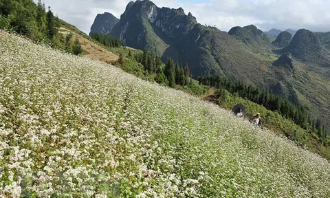 Hà Giang: Lễ hội Hoa tam giác mạch lần đầu tiên được tổ chức qua ứng dụng công nghệ số