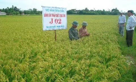 Gạo chất lượng Khu Cháy của HTX Đoàn Kết: Sản phẩm OCOP được người tiêu dùng tín nhiệm