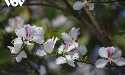 Điện Biên: Lễ hội Hoa Ban đúng ngày mở màn Chiến dịch Điện Biên Phủ 68 năm trước