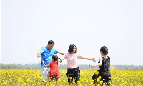 Đồng Tháp: Khu Du lịch Tràm Chim mở tour tham quan hoa Hoàng Đầu Ấn