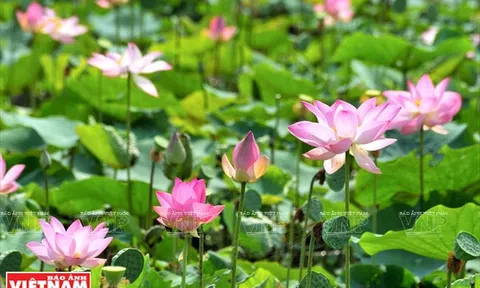 Đồng Tháp: Du lịch trải nghiệm góp phần quảng bá hình ảnh Đất Sen Hồng