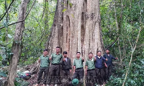 Công nhận quần thể cổ thụ rừng Nam Tây Nguyên là Cây di sản Việt Nam
