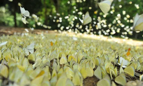 Xây dựng mô hình 3D Vườn Quốc gia Cúc Phương (Ninh Bình)