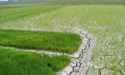 Chủ động ứng phó xâm nhập mặn ở ĐBSCL và hạn hán, cháy rừng ở khu vực Nam Trung Bộ và Đông Nam Bộ