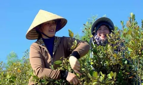 Mùa sim