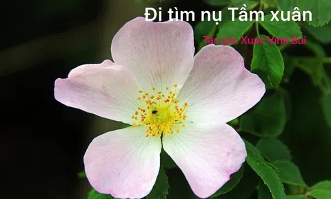 Đi tìm nụ tầm xuân