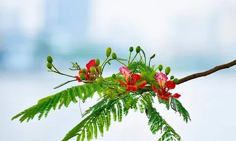 Lối nhỏ vào đời