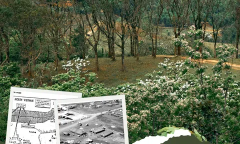 Hoa trẩu lại nở trên Khe Sanh thanh bình