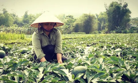 Nghĩa Lộ chuyển đổi cơ cấu cây trồng - hướng đi hiệu quả, góp phần nâng cao giá trị kinh tế