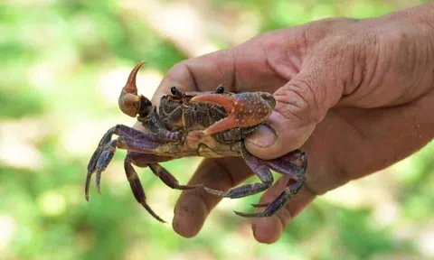 Những mùa bắt cua ở làng Chương