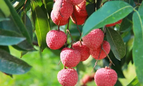 Tháng Sáu về, tôi nhớ...