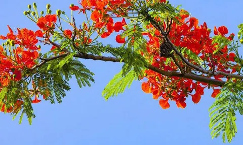Tháng Sáu - Mùa của những điều chưa kịp nói