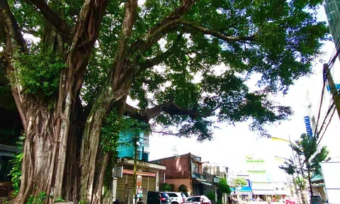 Cây đa đường Nguyễn Du - Biểu tượng văn hóa và ký ức của phố núi Pleiku